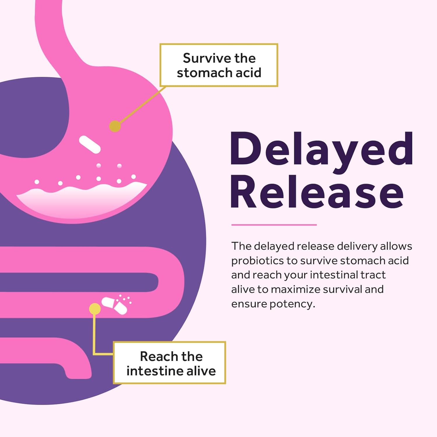 Women’s Probiotic